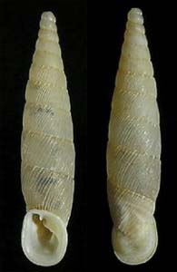 Tabella della Famiglia Clausilidae